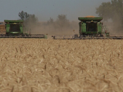 Not Many Changes in USDA's Latest Crop Acreage Estimates