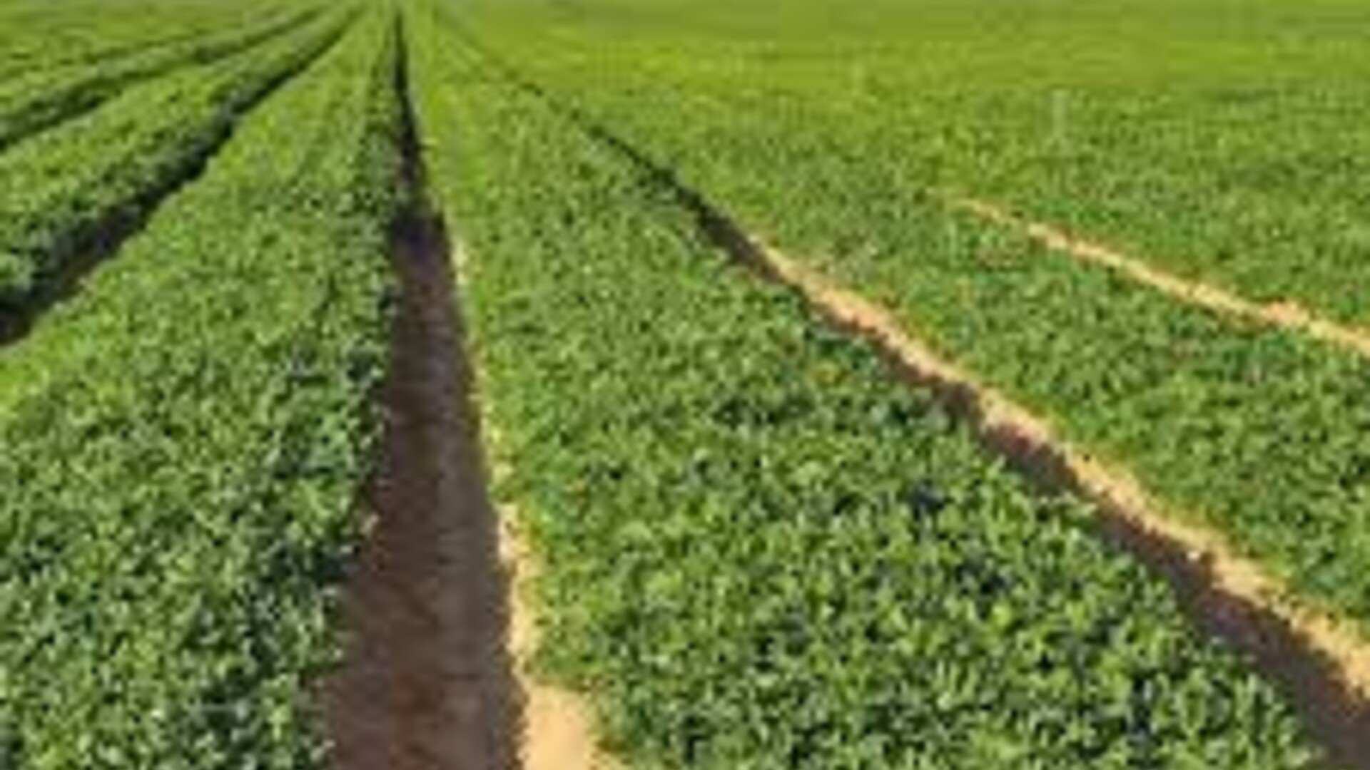 Crop Progress in the Southeast