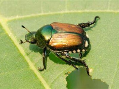 Japanese Beetles Pt 2