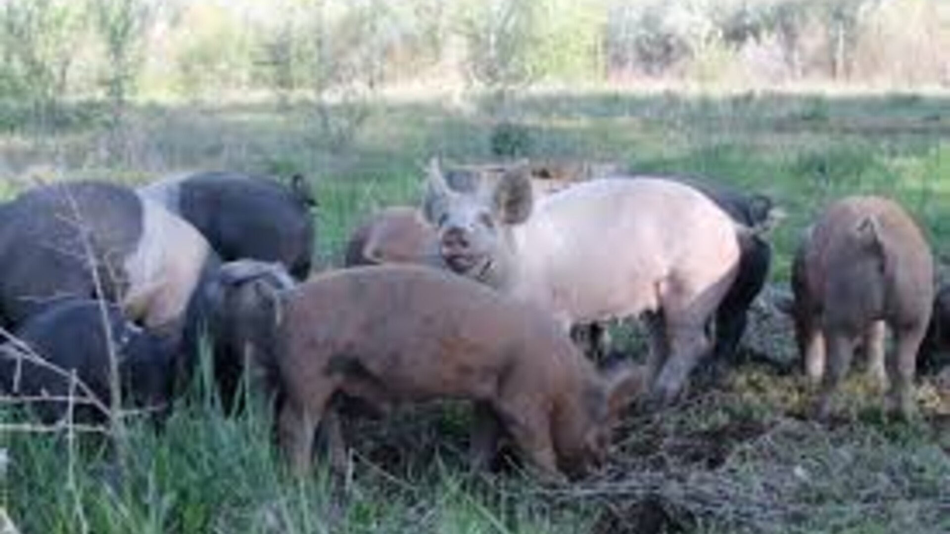 Assistance for Livestock and Poultry