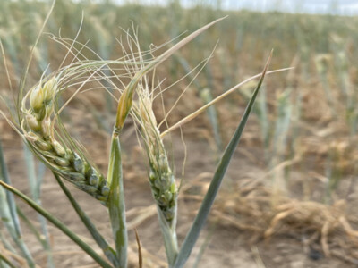Columbia Grain Helping Growers During Record Drought