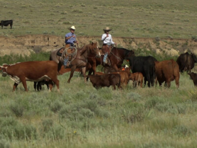 Senate Declares July 24 the National Day of the American Cowboy