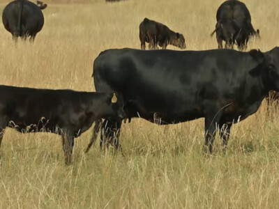 Latest Cattle Inventory Report Shows Beef Cows Down 2% as Drought Forces Liquidation in the West