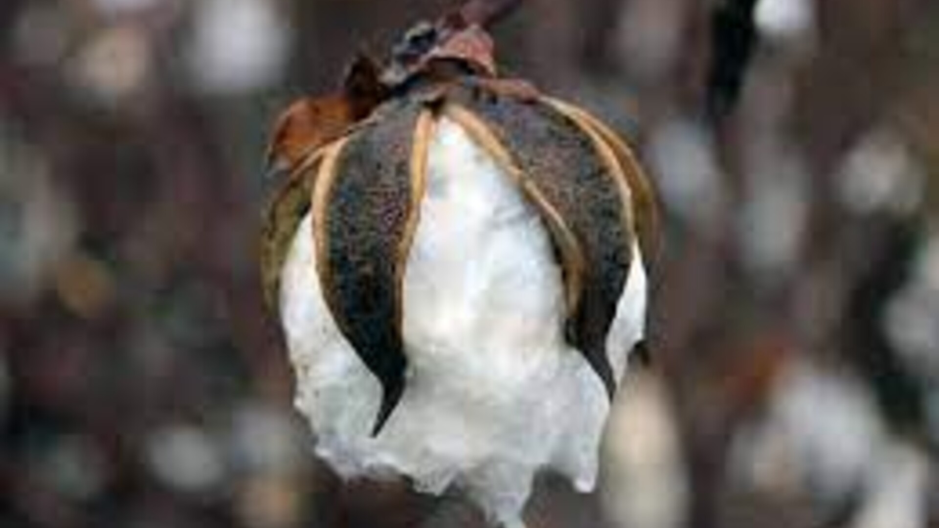 Cotton and Peanuts Slow but Healthy