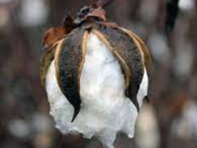 Cotton and Peanuts Slow but Healthy