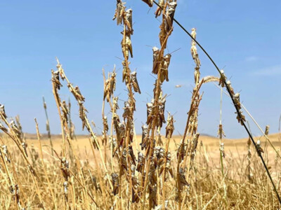 Grasshopper Outbreak Plagues Farmers and Ranchers