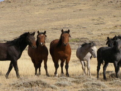 BLM Planning Emergency Action to Save Drought-Stricken Wild Horses and Burros