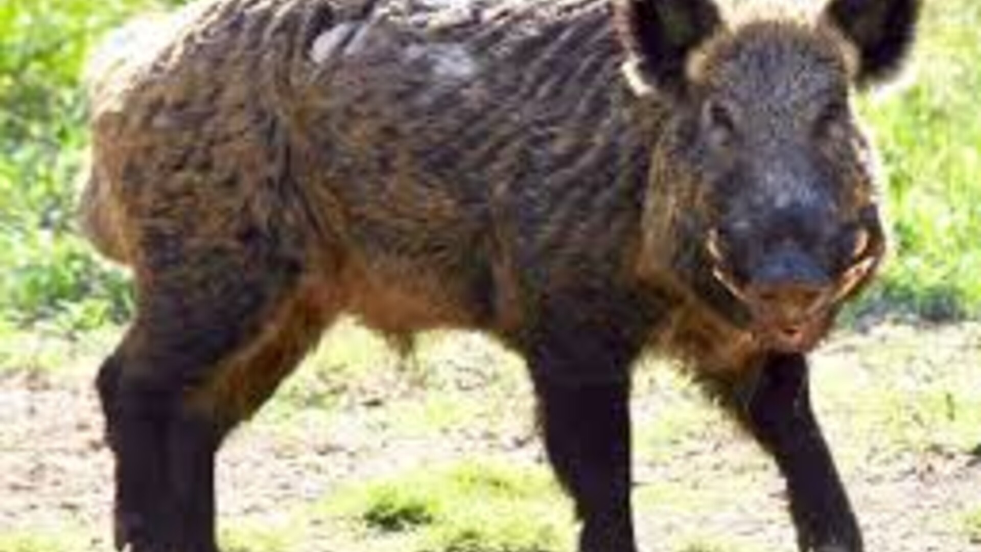 Feral Swine Livestock Survey