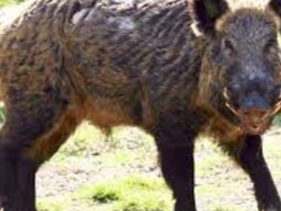 Feral Swine Livestock Survey