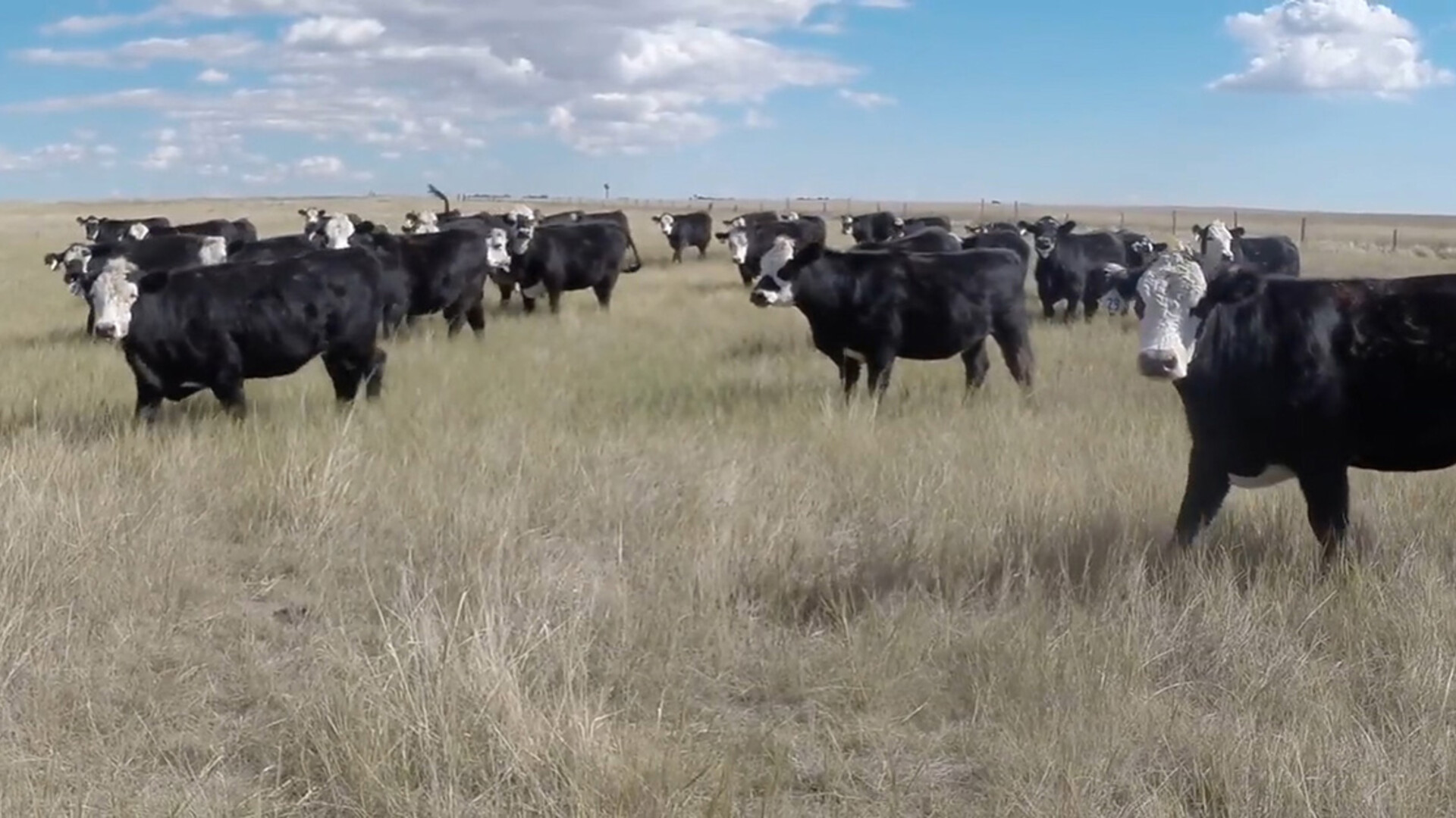 Cattle Industry Commits to Climate Neutrality by 2040