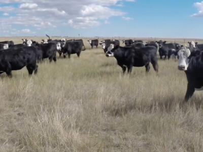 Cattle Industry Commits to Climate Neutrality by 2040