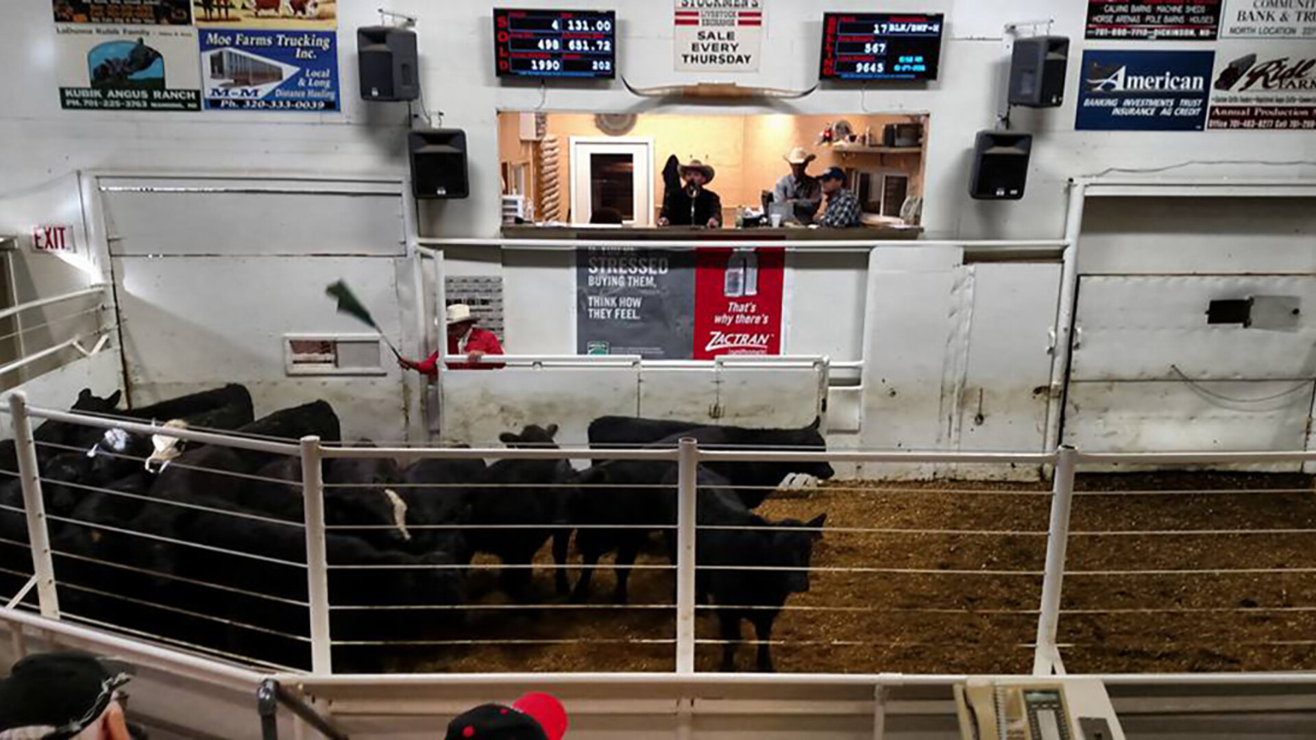 Drought Forces Ranchers to Make Tough Decisions about Selling Cattle