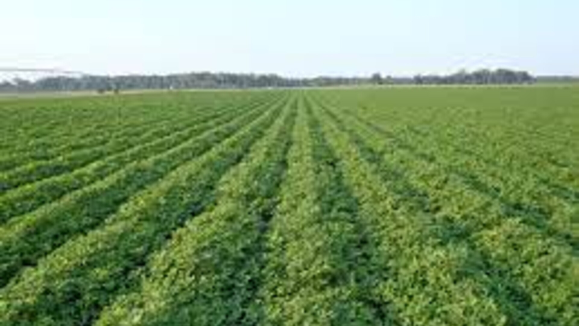 Leaders Request Trade Aid for US Peanuts