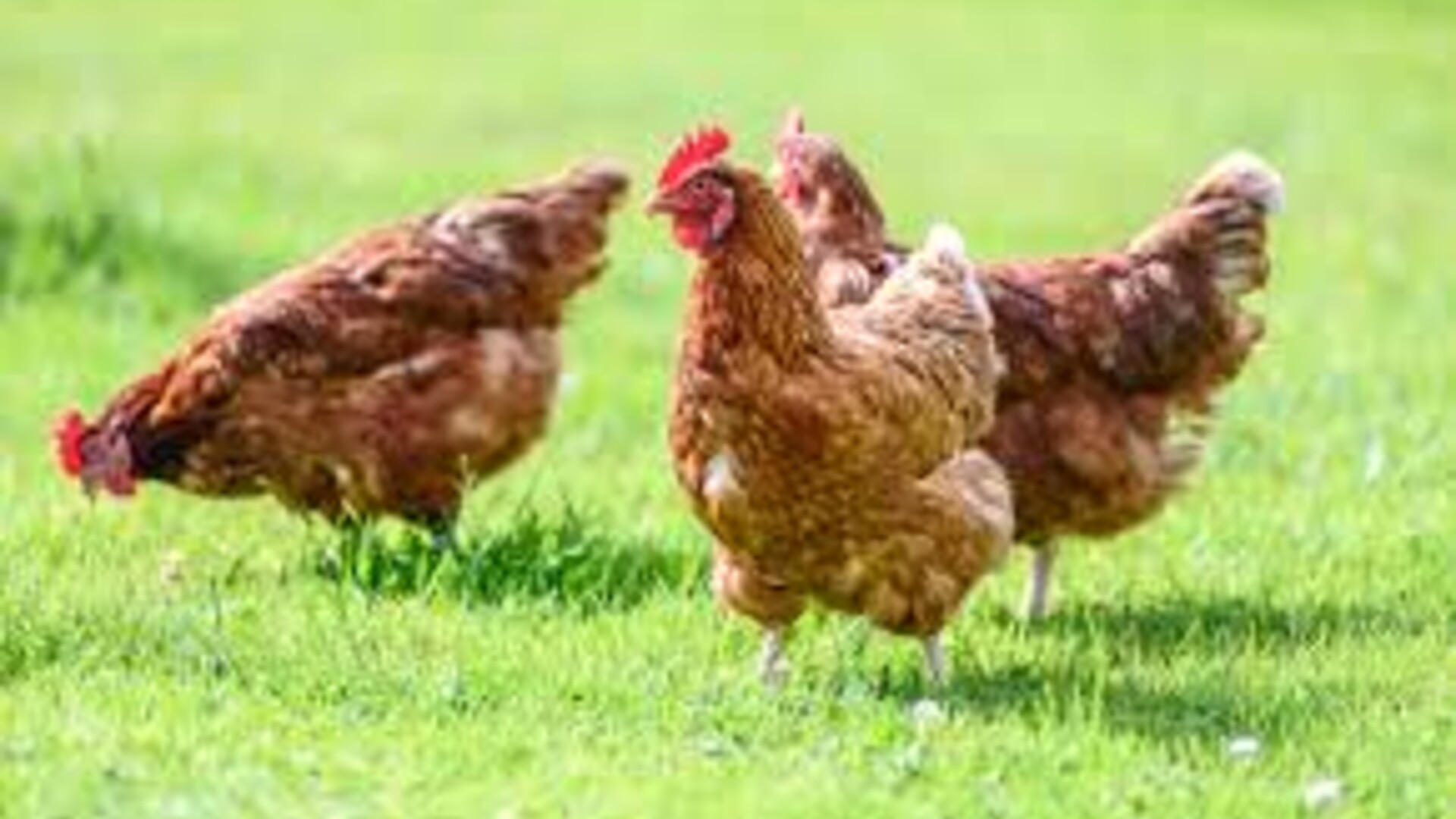 Poultry Producers CFAP 2