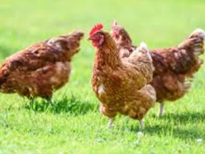 Poultry Producers CFAP 2