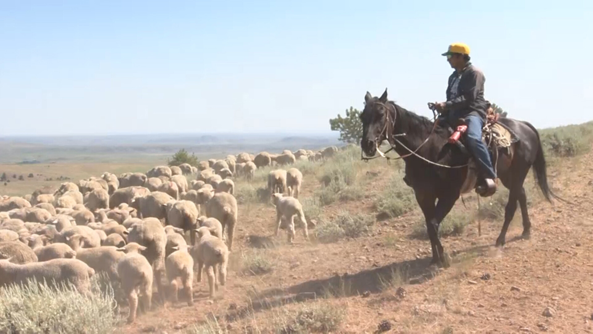 Sheep Producers Watching California and Colorado H-2A Herders Wage Battles
