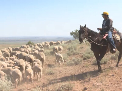 Sheep Producers Watching California and Colorado H-2A Herders Wage Battles