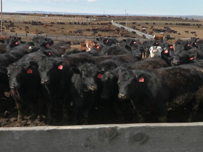 NCBA Live Cattle Marketing Committee Passes New Resolution and Directive