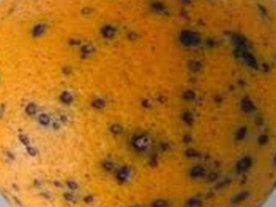 Citrus Black Spot