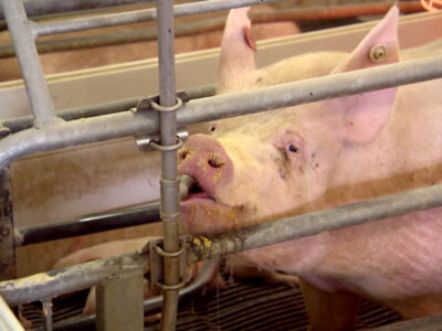 USDA Continuing African Swine Fever Prevention Efforts