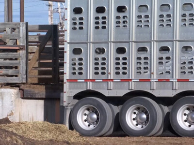 Extension Secured of Critical Exemption for Livestock Haulers
