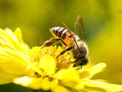 Honeybee Research