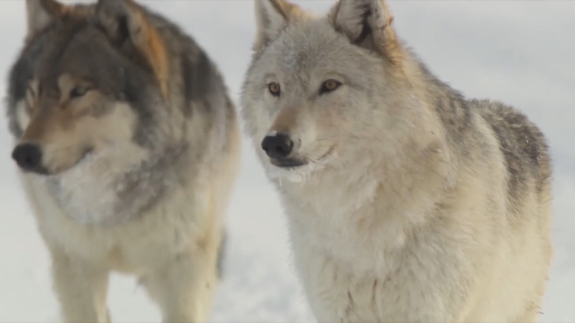 USFWS to Launch New Review of Gray Wolves in the West