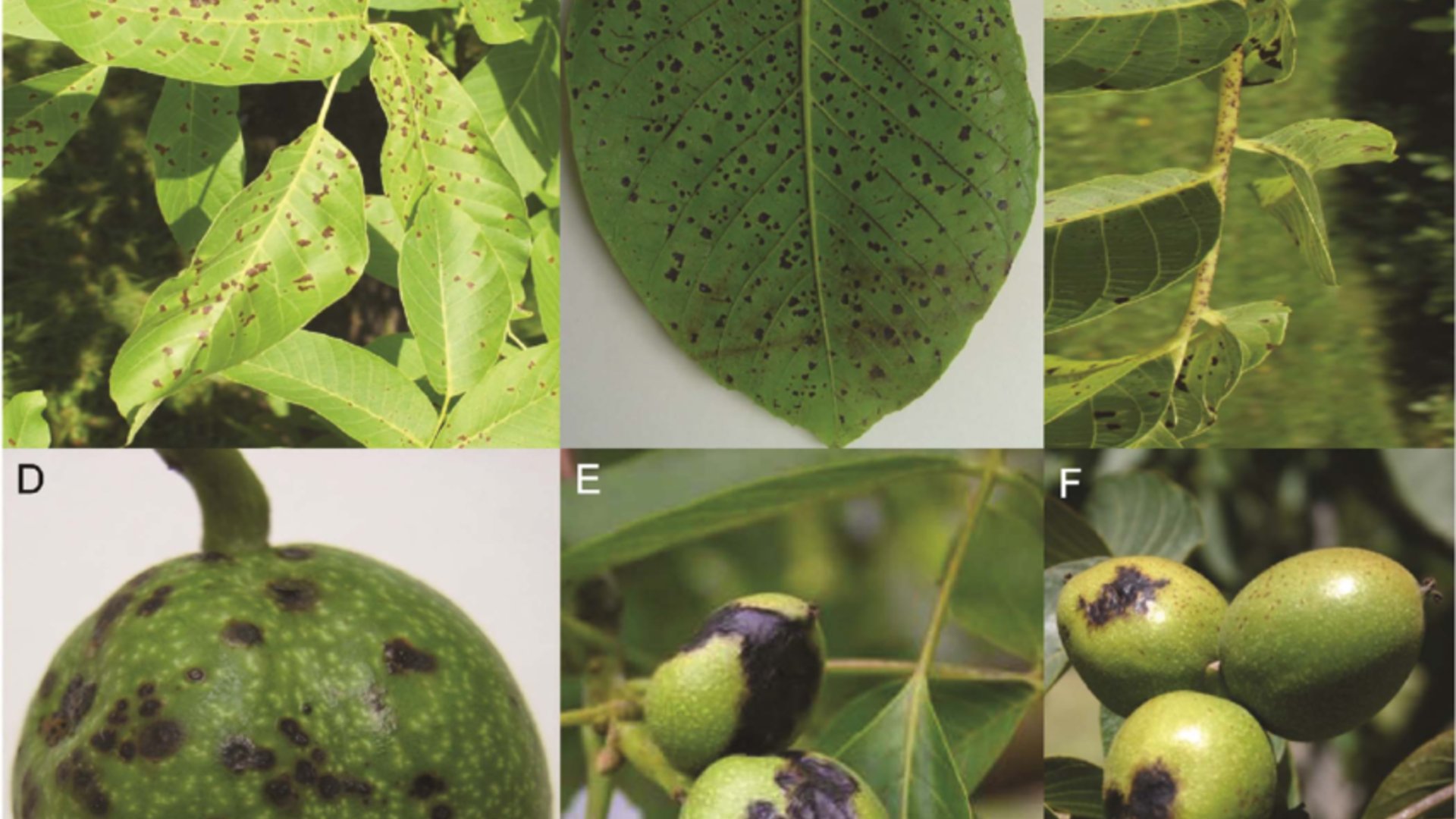 Walnut Blight Is Still a Problem for Growers