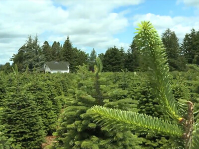 Positive Outlook for Real Christmas Trees in 2021