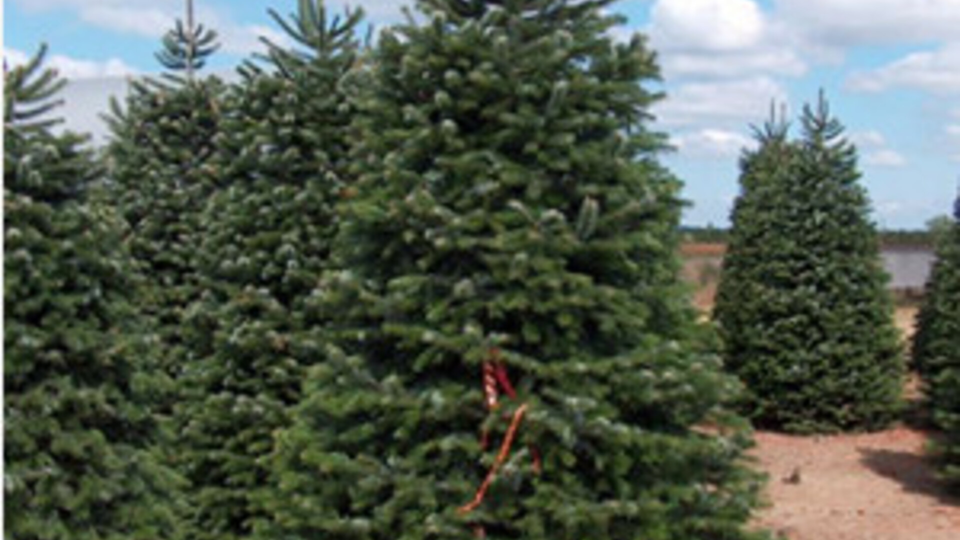 Christmas Trees 2021 Pt 1