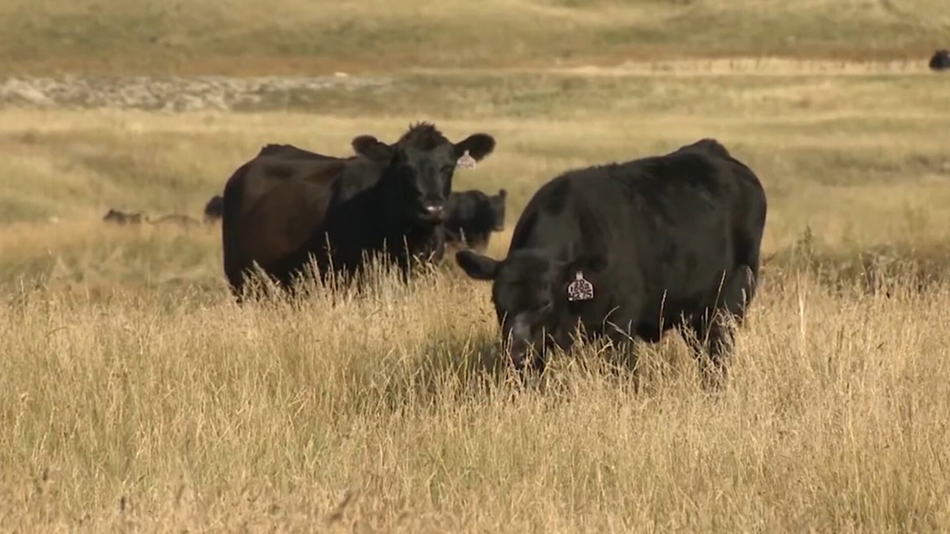 North Dakota Rancher Testifies on Drought and Using Grazing as a Key Land Management Tool