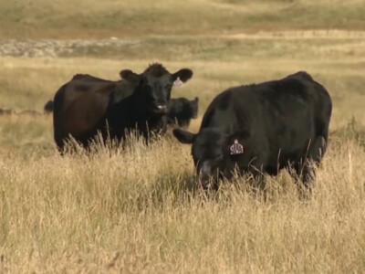 North Dakota Rancher Testifies on Drought and Using Grazing as a Key Land Management Tool