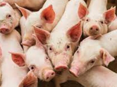 Poultry and Swine Assistance Deadline Extended