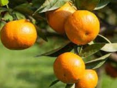Florida Citrus Forecast
