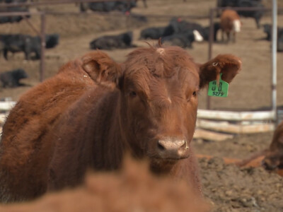 Cattle Contract Library Act Introduced to Provide Pricing Leverage to Cattle Producers