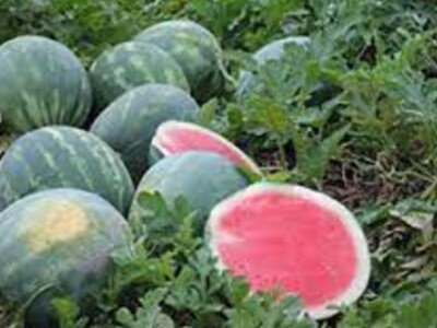 Research Continues of Watermelon Virus