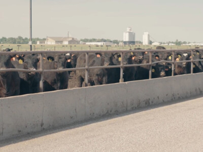 New Cattle Feedlot Report Points to Shrinking Beef Cattle Herd