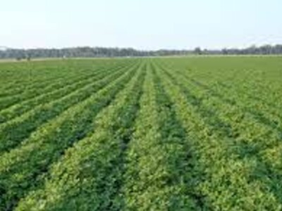 Cotton and Peanut Crops