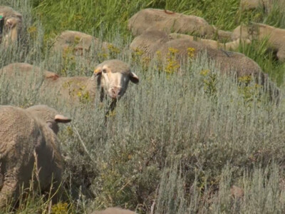 American Sheep Industry Association Needs Additional Targeted Grazing Information