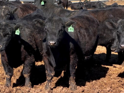 Deal Struck on Legislation to Expand Cattle Market Transparency