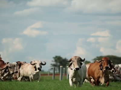 Tester Introduces Bill to Suspend Brazilian Beef Imports Amid Safety Concerns