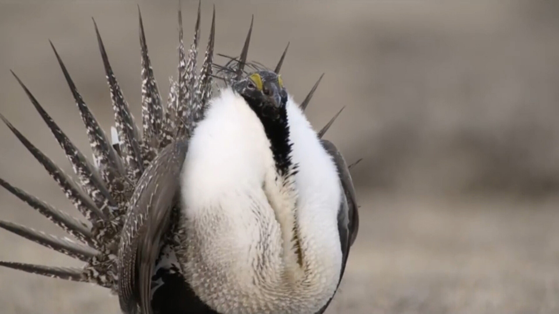 The BLM Begins Evaluation of Plans for Sage-Grouse Conservation