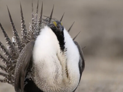 The BLM Begins Evaluation of Plans for Sage-Grouse Conservation