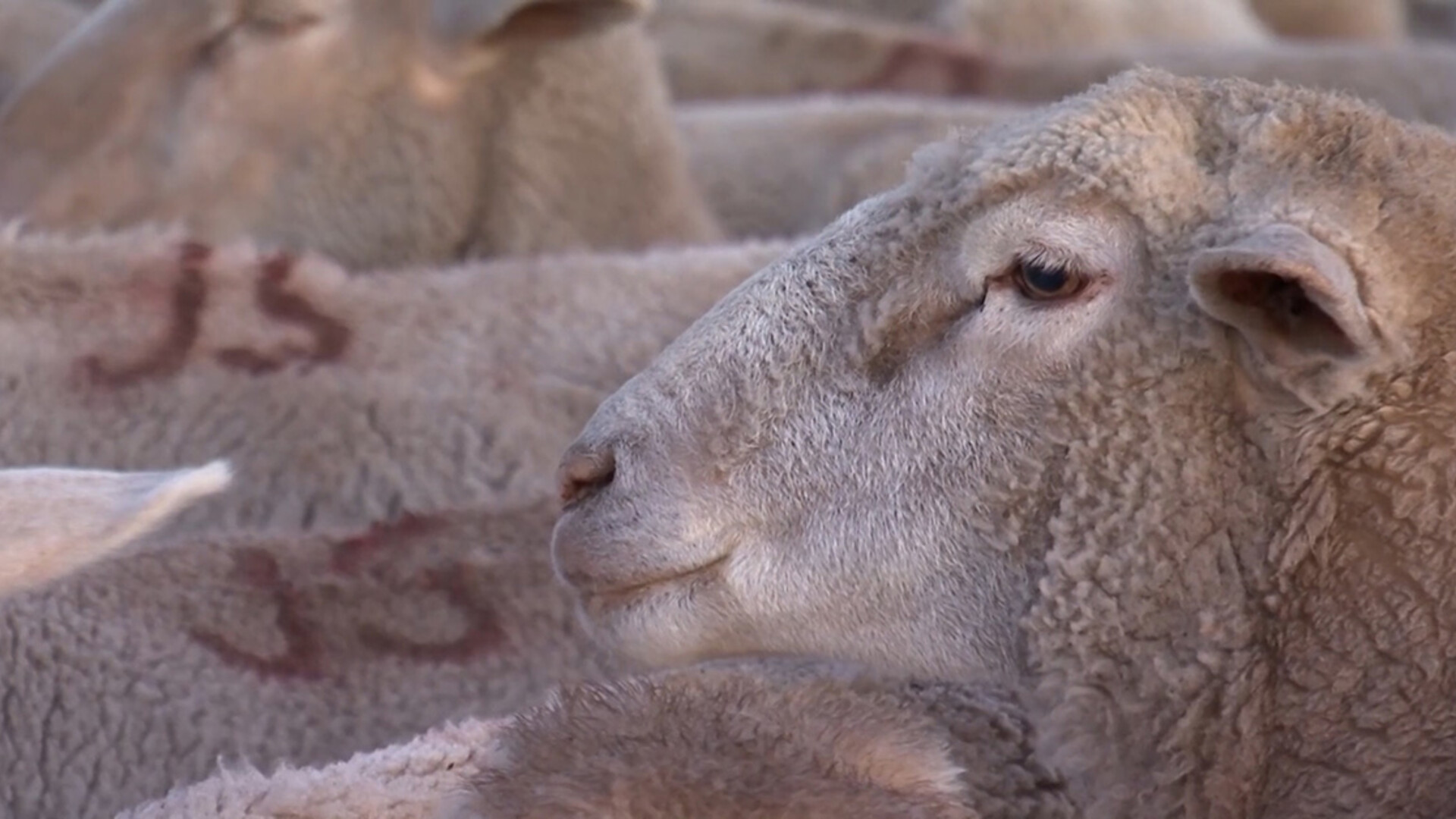 Red Hot Lamb Market Fueling Strong Optimism in U.S. Sheep Industry