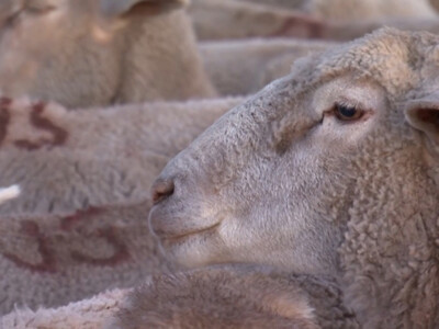 Red Hot Lamb Market Fueling Strong Optimism in U.S. Sheep Industry