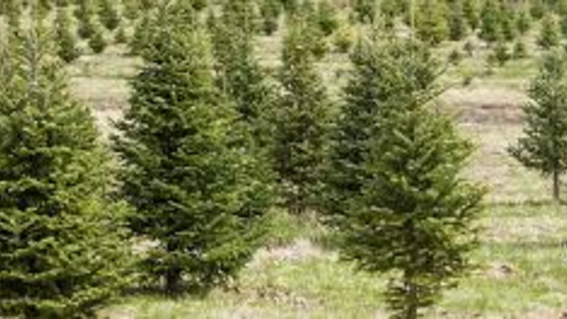 Christmas Trees Prices Up With Everything Else