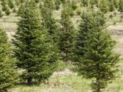 Christmas Trees Prices Up With Everything Else