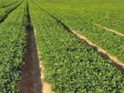 Strong Year for Peanuts