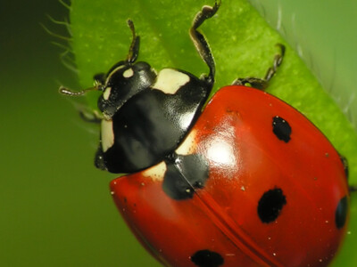 Ladybugs Pt 2