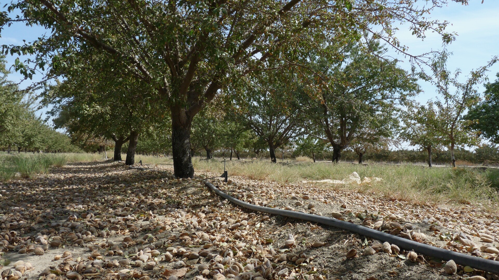 Almond Grower Reports Decent Yields Even with Water Shortages